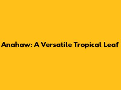 Anahaw: A Versatile Tropical Leaf