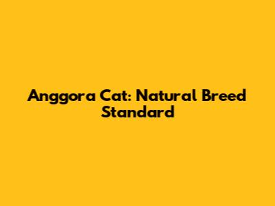 Anggora Cat: Natural Breed Standard