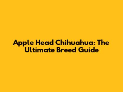 Apple Head Chihuahua: The Ultimate Breed Guide