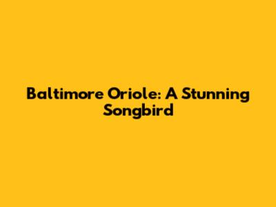 Baltimore Oriole: A Stunning Songbird