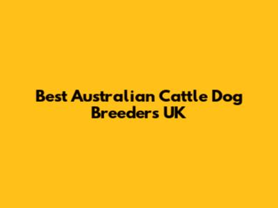 Best Australian Cattle Dog Breeders UK
