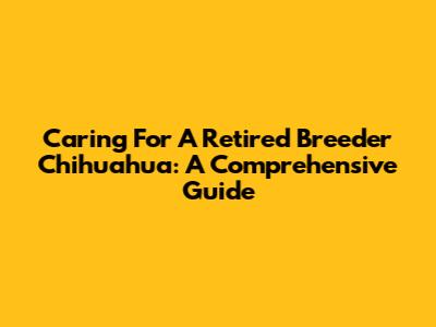 Caring For A Retired Breeder Chihuahua: A Comprehensive Guide