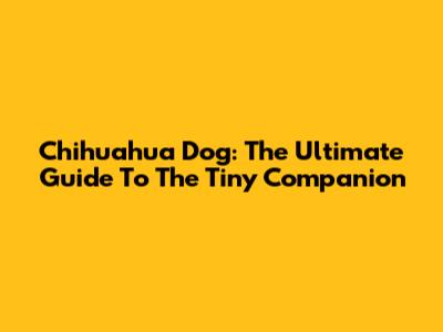 Chihuahua Dog: The Ultimate Guide To The Tiny Companion