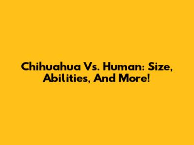 Chihuahua Vs. Human: Size, Abilities, And More!