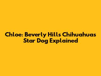 Chloe: Beverly Hills Chihuahua's Star Dog Explained