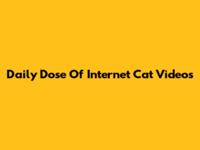 Daily Dose Of Internet Cat Videos