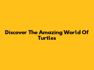 Discover The Amazing World Of Turtles