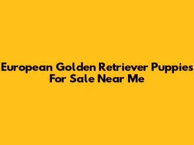 European Golden Retriever Puppies For Sale Near Me