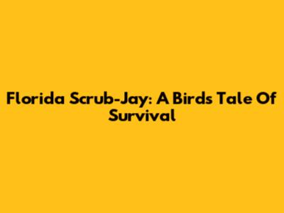Florida Scrub-Jay: A Bird's Tale Of Survival