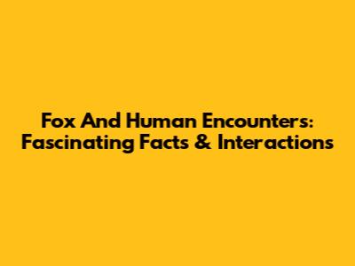 Fox And Human Encounters: Fascinating Facts & Interactions