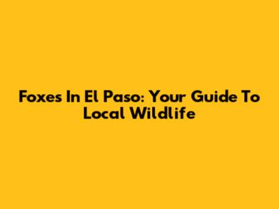 Foxes In El Paso: Your Guide To Local Wildlife