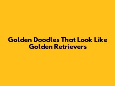 Golden Doodles That Look Like Golden Retrievers