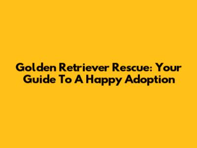 Golden Retriever Rescue: Your Guide To A Happy Adoption