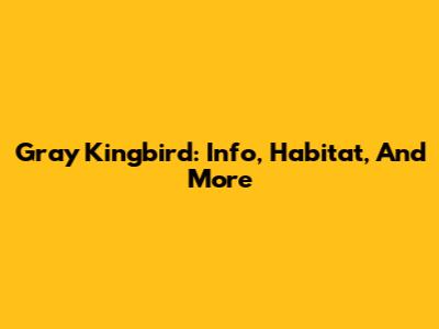 Gray Kingbird: Info, Habitat, And More