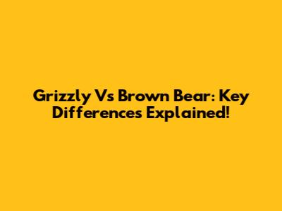 Grizzly Vs Brown Bear: Key Differences Explained!