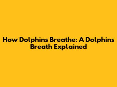 How Dolphins Breathe: A Dolphin's Breath Explained