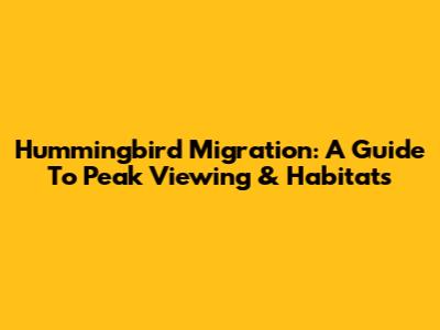 Hummingbird Migration: A Guide To Peak Viewing & Habitats
