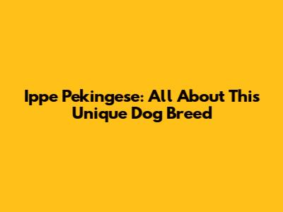 Ippe Pekingese: All About This Unique Dog Breed