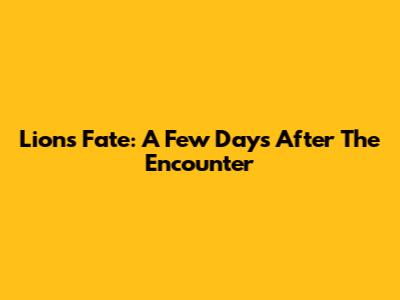 Lion's Fate: A Few Days After The Encounter