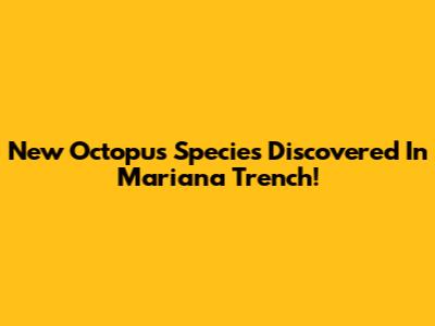 New Octopus Species Discovered In Mariana Trench!