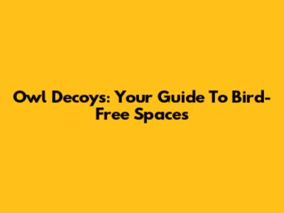 Owl Decoys: Your Guide To Bird-Free Spaces