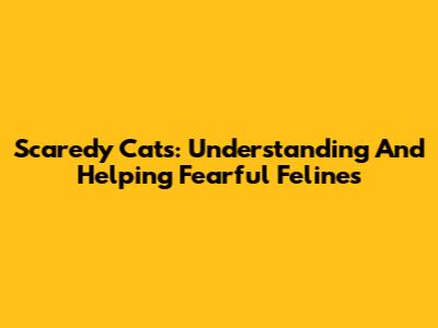 Scaredy Cats: Understanding And Helping Fearful Felines