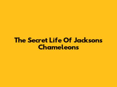The Secret Life Of Jackson's Chameleons