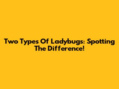Two Types Of Ladybugs: Spotting The Difference!