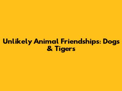 Unlikely Animal Friendships: Dogs & Tigers