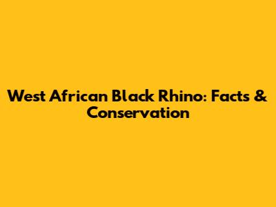 West African Black Rhino: Facts & Conservation