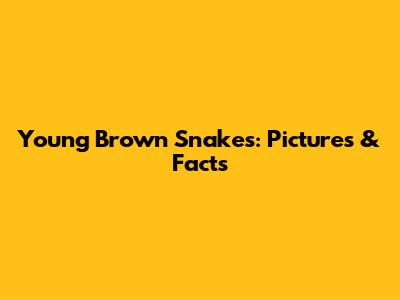 Young Brown Snakes: Pictures & Facts